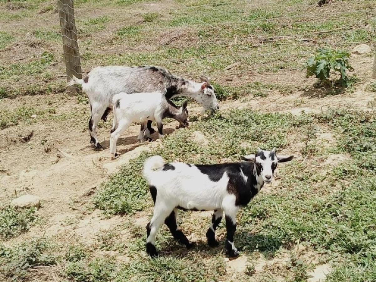 Hotel Fazenda Ararita Pôrto Feliz エクステリア 写真